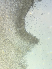 Pseudoomphalina compressipes