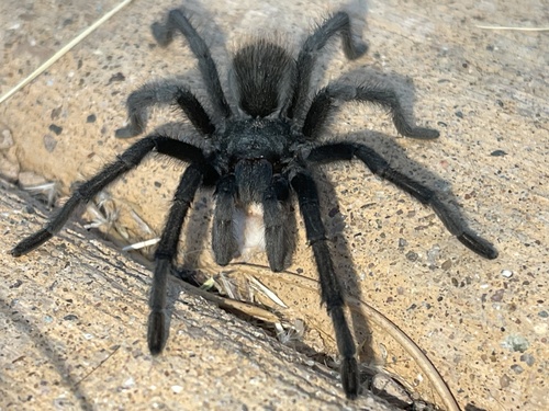 Grand Canyon Black Tarantula photo 5
