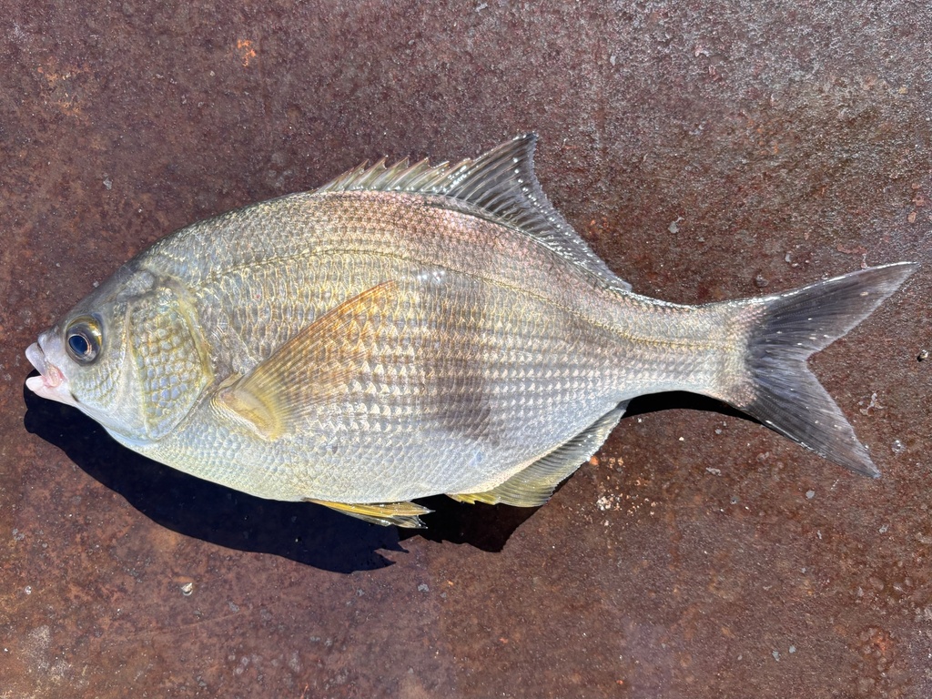 Pile perch (Rhacochilus vacca) — Embiotocidae