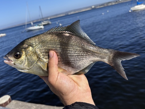 Pile perch (Rhacochilus vacca) — Embiotocidae — 2