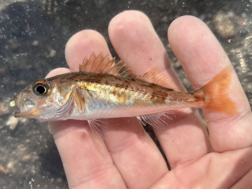 Chilipepper (Sebastes goodei) — Sebastidae — 2