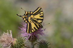 Papilio alexanor