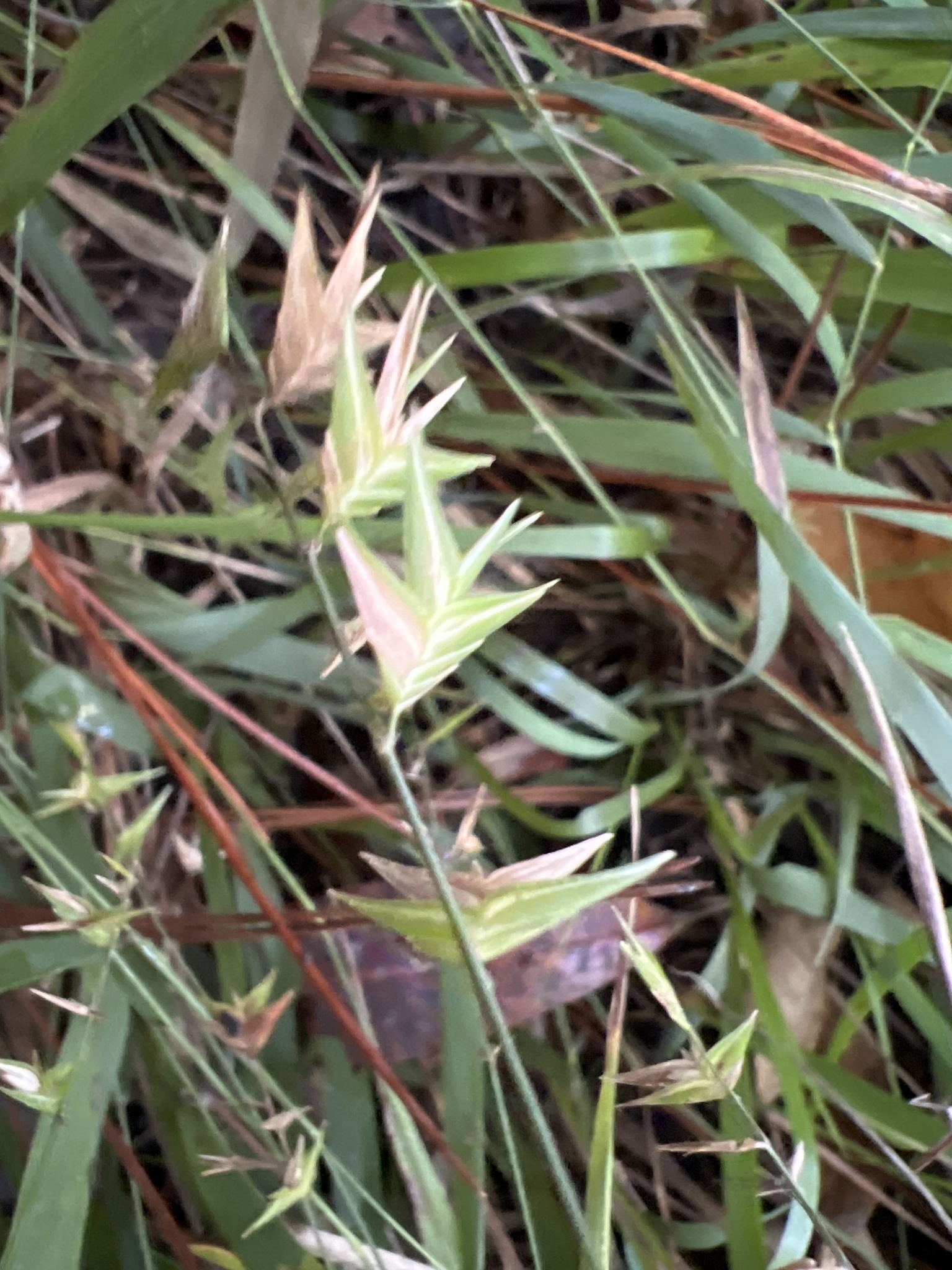 Bird-Bill Spikegrass (Chasmanthium ornithorhynchum)