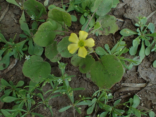 Image of Oxalis dichondrifolia by (c) Cat, some rights reserved (CC BY)