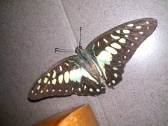 Graphium