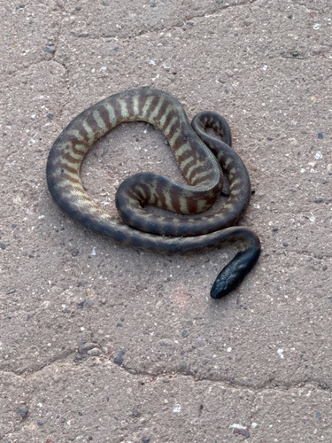 Black-headed Python sighting
