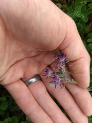 Saussurea angustifolia
