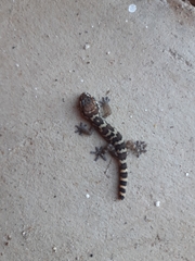 Pachydactylus formosus