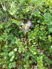 Saussurea angustifolia