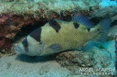 Bearded Soapfish photo 3
