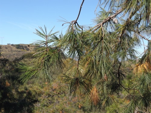 Image of Pinus praetermissa by (c) Dante S. Figueroa, some rights reserved (CC BY-SA)