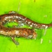 Amazon Climbing Salamander - Photo (c) ethanmaxb, some rights reserved (CC BY-NC)