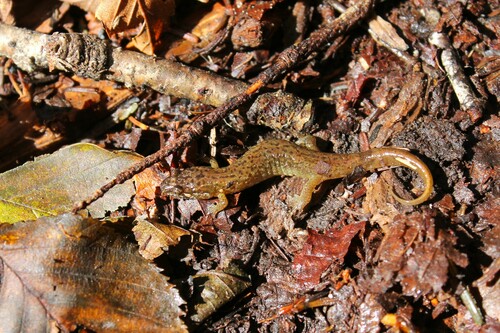 Santeetlah Dusky Salamander, Desmognathus santeetlah