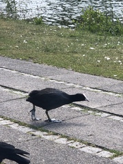 Chroicocephalus ridibundus