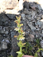 Penstemon deustus