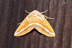 Caripeta angustiorata