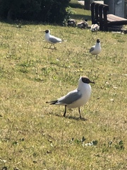 Chroicocephalus ridibundus