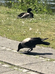 Chroicocephalus ridibundus