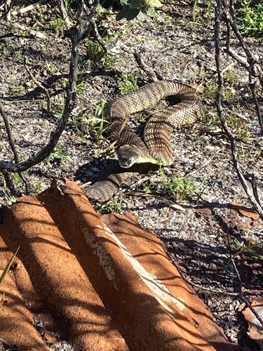 Tiger Snake sighting