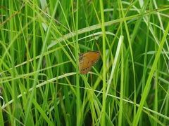Coenonympha oedippus