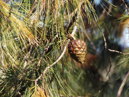 McVaugh's pine