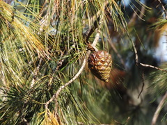 Pinus praetermissa