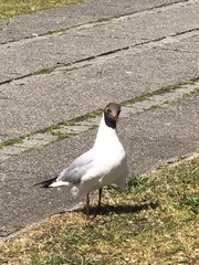 Chroicocephalus ridibundus