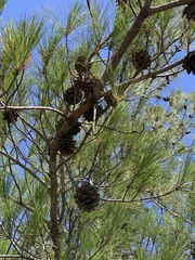 Pinus brutia