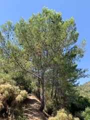 Pinus brutia