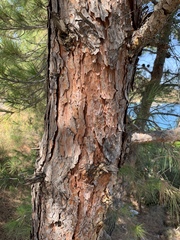 Pinus brutia