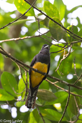 Trogon violaceus