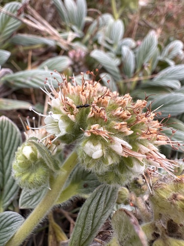 Image of Phacelia argentea by (c) Matt Berger, some rights reserved (CC BY)