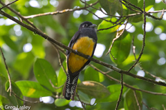 Trogon violaceus