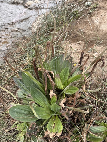 Image of Plantago subnuda by (c) Matt Berger, some rights reserved (CC BY)