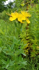 Hypericum ascyron