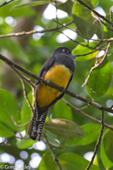 Trogon violaceus