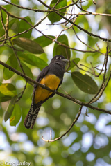Trogon violaceus