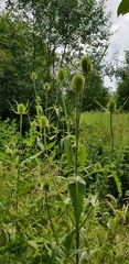 Dipsacus fullonum