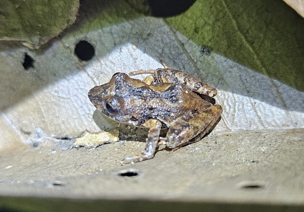 Souzas Robber Frog