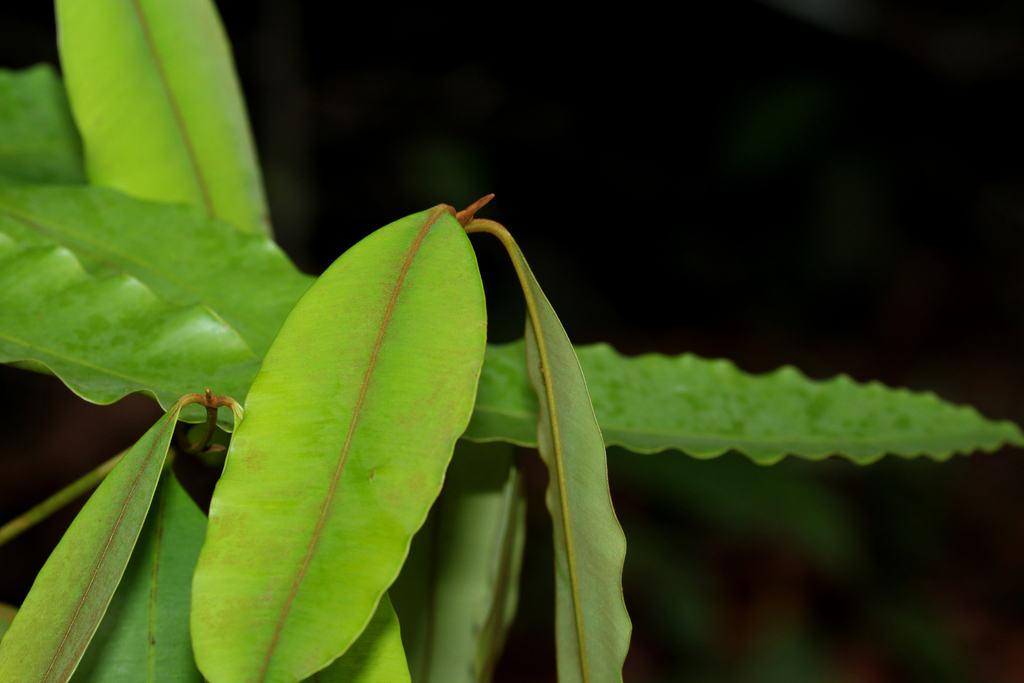 Calophyllum rubiginosum