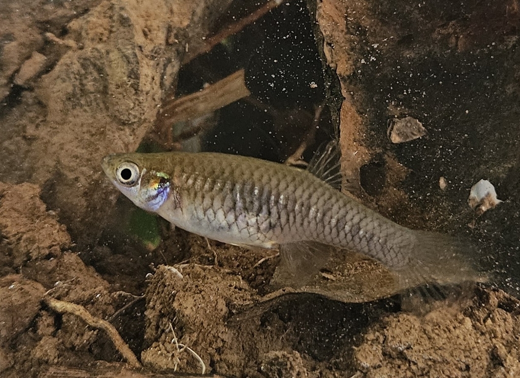 Phalloceros circummontanus