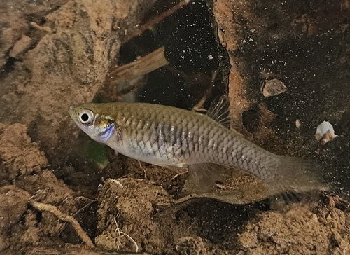 Phalloceros circummontanus