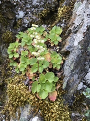 Heuchera merriamii