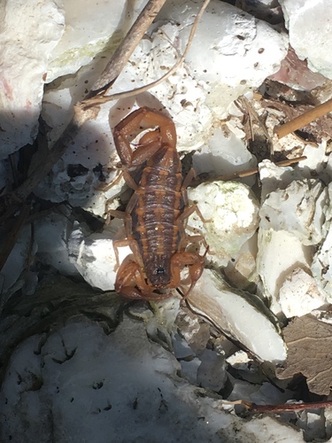 Centruroides hentzi image