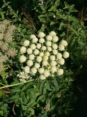 Angelica hendersonii