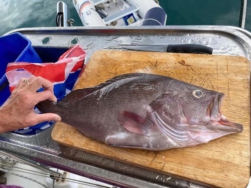 Wavy-lined grouper (Epinephelus undulosus) — Serranidae — 3