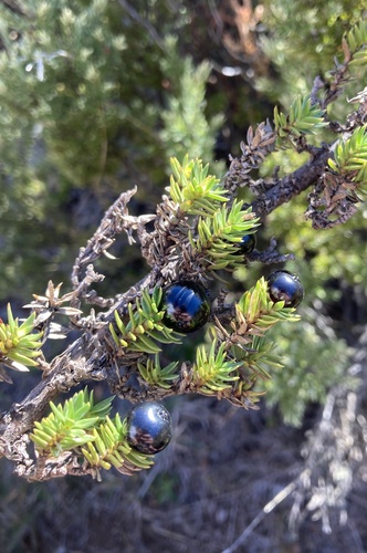 Image of Coprosma ernodeoides by no rights reserved