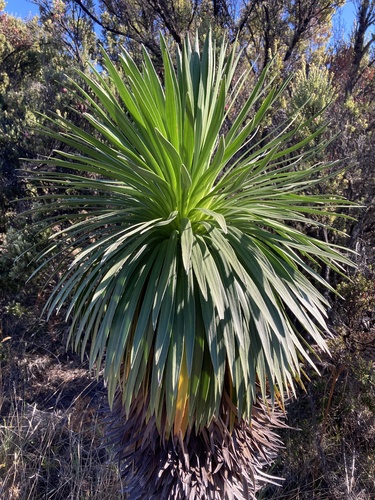 Image of Greensword (Argyroxiphium grayanum) by no rights reserved