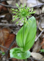 Malaxis brachyrrhynchos