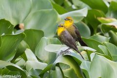 Chrysomus icterocephalus